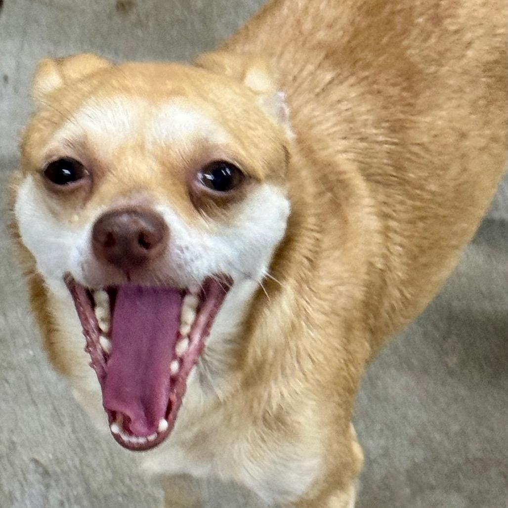 Sunny, ADOPTABLE, Adult Female Chihuahua.