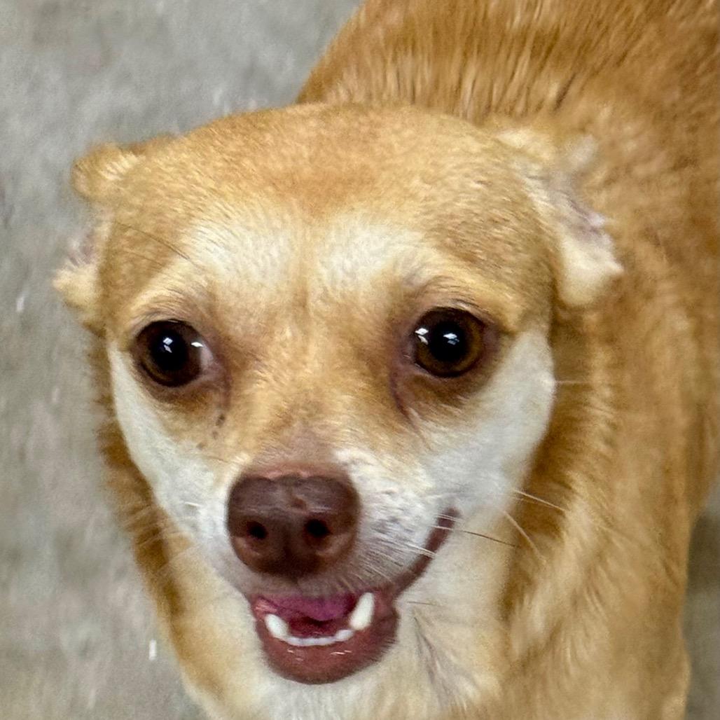 Sunny, a ADOPTABLE Chihuahua in Blue Ridge, GA image 2/2