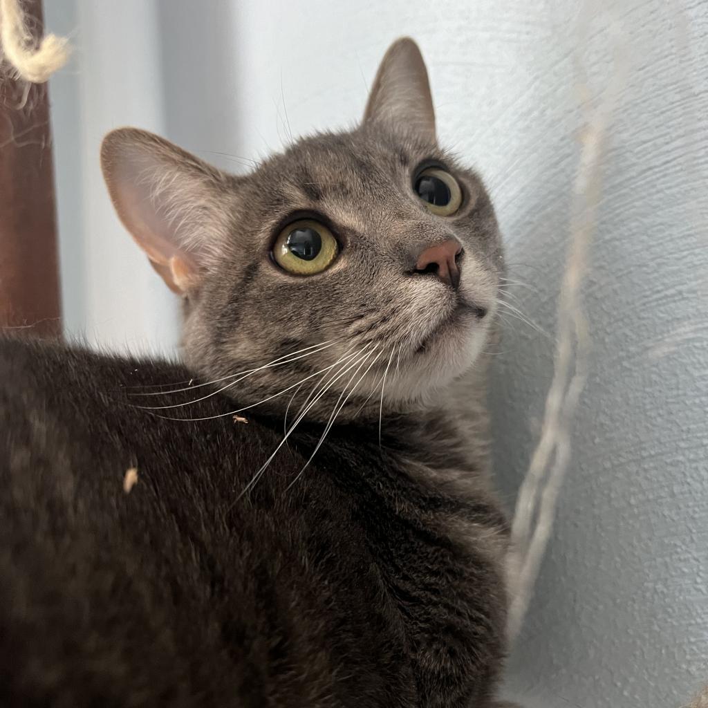 Estelle, a Adoptable Domestic Short Hair in PITTSBURGH, PA image 1/6