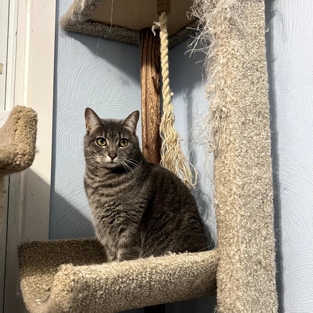 Enlarge Estelle, a Adoptable Domestic Short Hair in PITTSBURGH, PA image 1/6