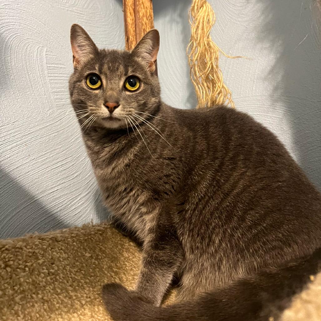 Enlarge Estelle, a Adoptable Domestic Short Hair in PITTSBURGH, PA image 3/6