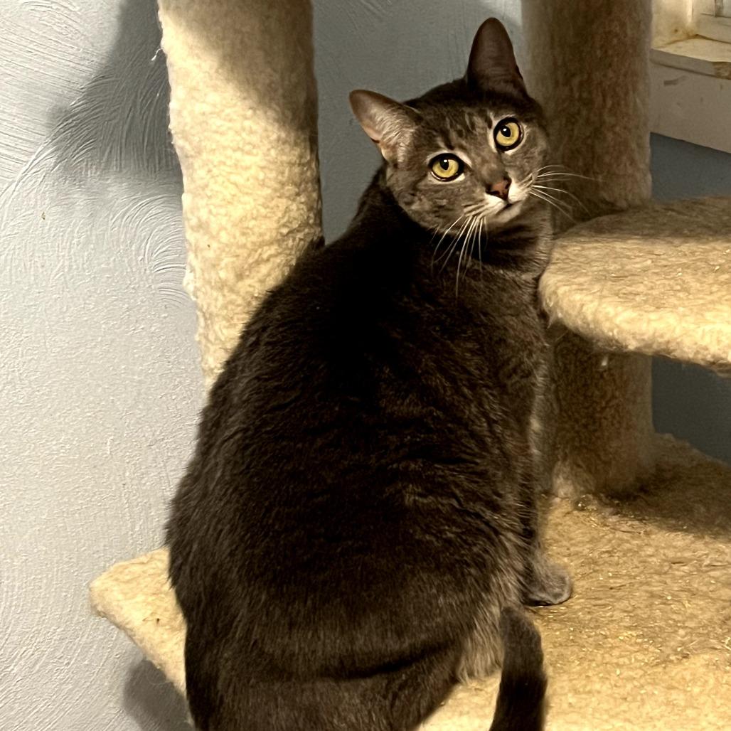 Estelle, a Adoptable Domestic Short Hair in PITTSBURGH, PA image 3/6
