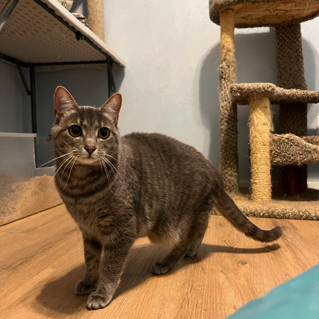 Estelle, a Adoptable Domestic Short Hair in PITTSBURGH, PA image 4/6