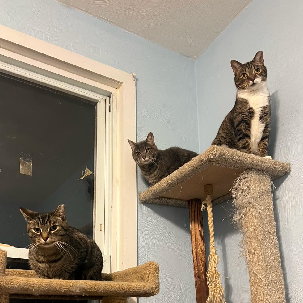 Enlarge Estelle, a Adoptable Domestic Short Hair in PITTSBURGH, PA image 6/6