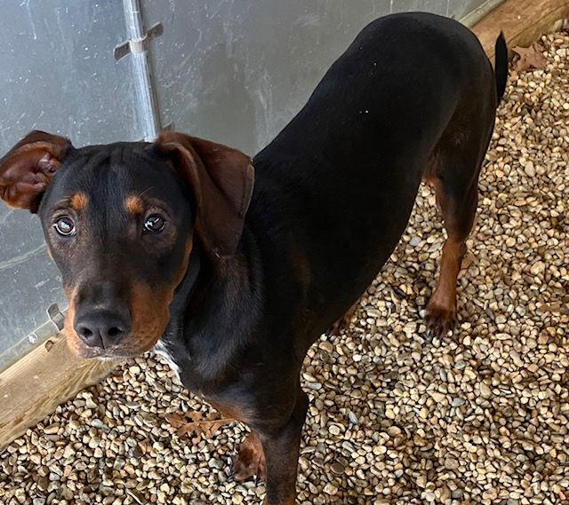 Enlarge Laurim 5 months female AVA 1/14, a Adoptable Mixed Breed in Sterling, MA image 1/1