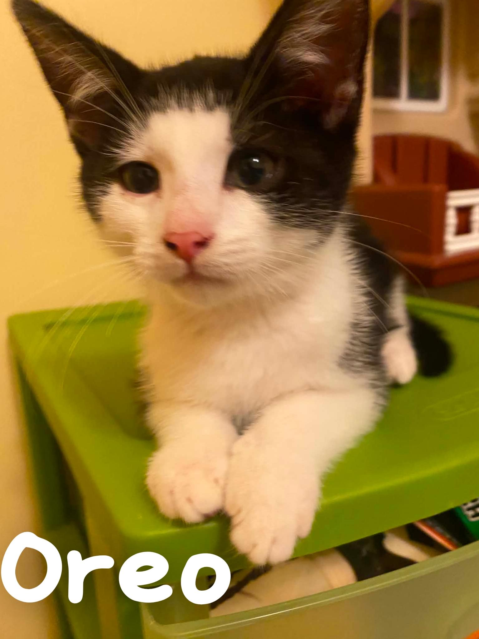 Enlarge Oreo, a ADOPTABLE Domestic Short Hair in Lansdowne, PA image 1/1