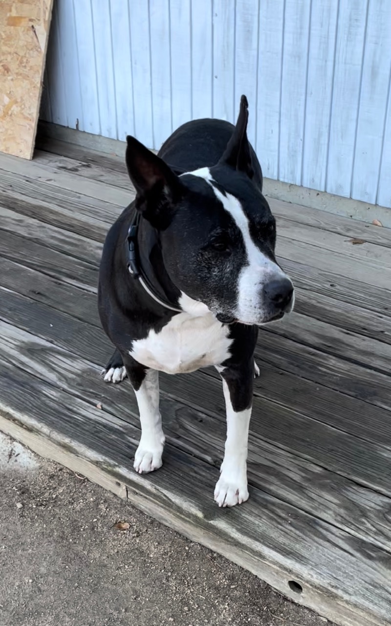Hercules, a Adoptable Pit Bull Terrier in Superior, MT image 1/10