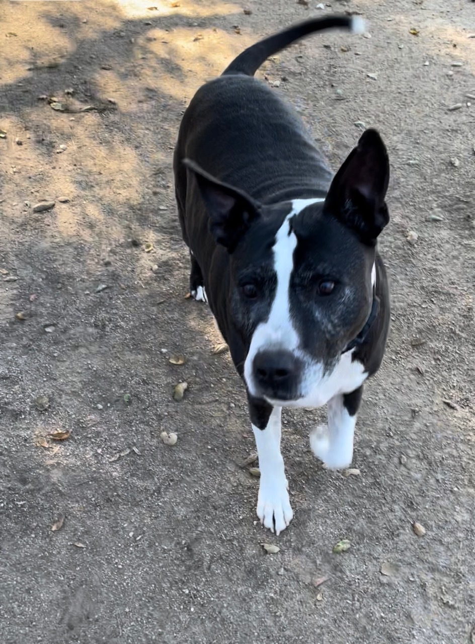 Hercules, a Adoptable Pit Bull Terrier in Superior, MT image 2/10