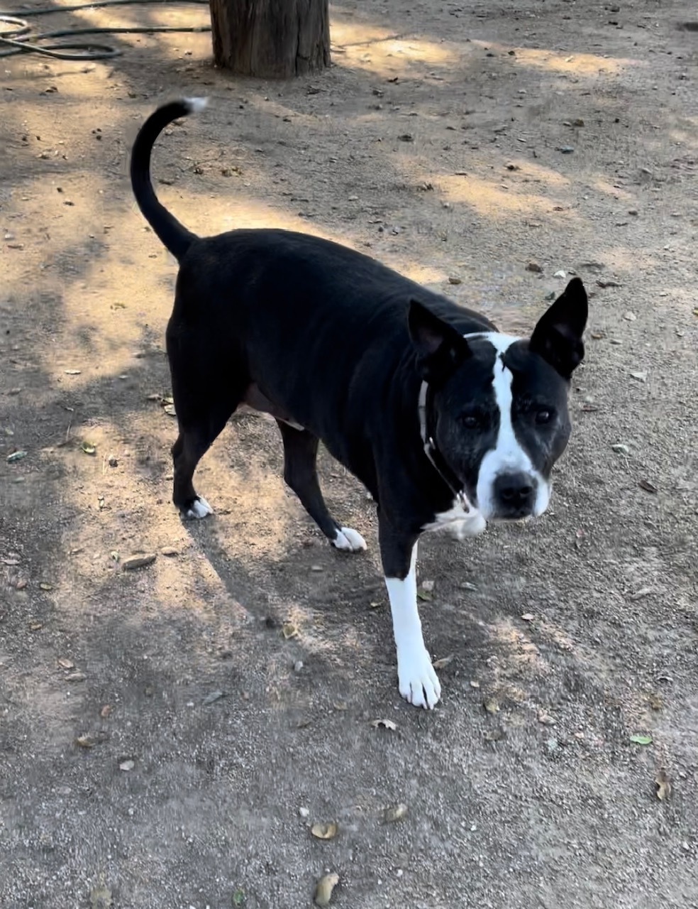 Hercules, a Adoptable Pit Bull Terrier in Superior, MT image 3/10