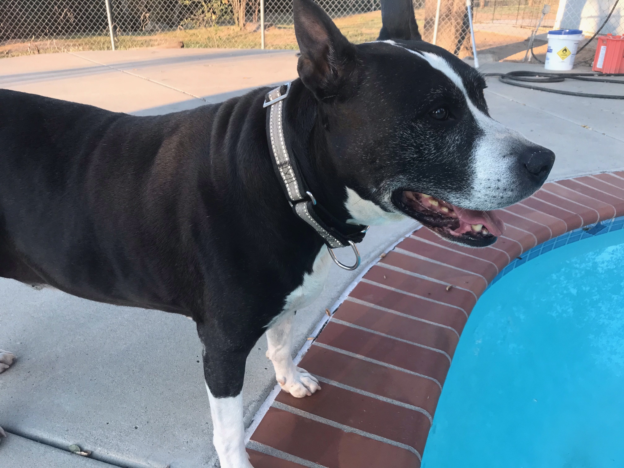 Hercules, a Adoptable Pit Bull Terrier in Superior, MT image 4/10
