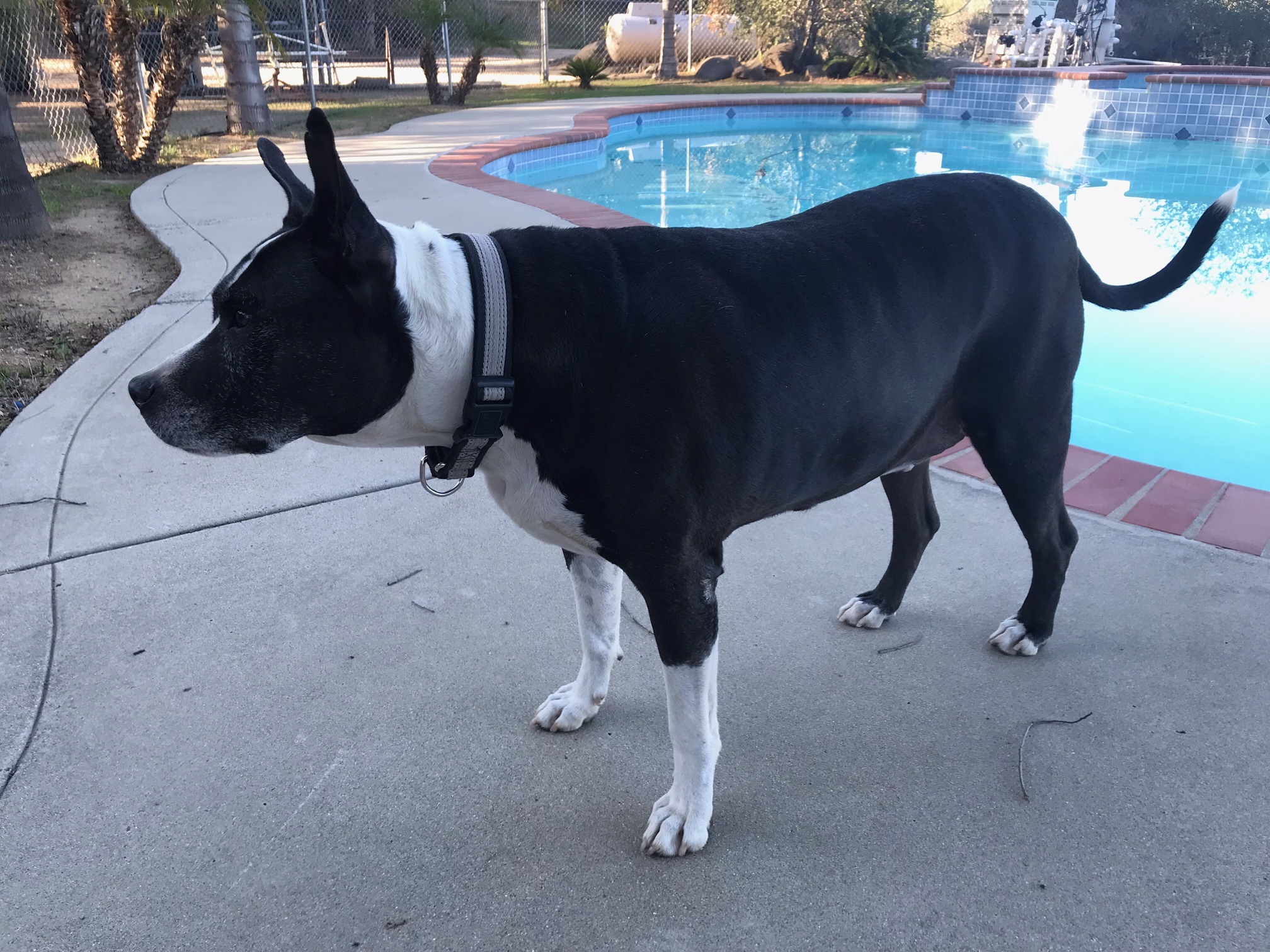 Hercules, a Adoptable Pit Bull Terrier in Superior, MT image 5/10