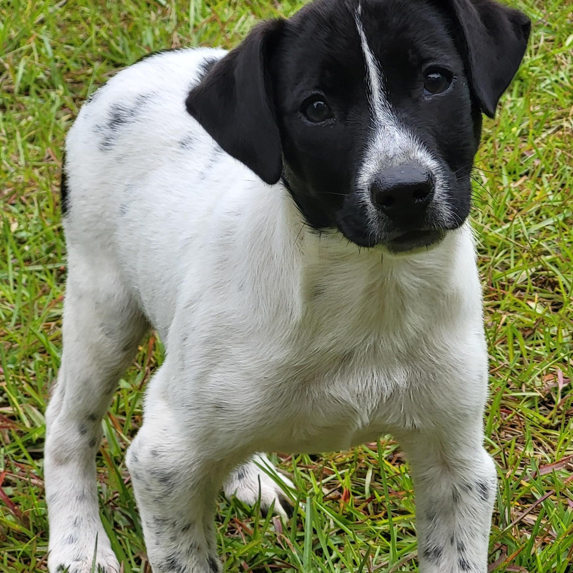 Enlarge Nova, a ADOPTABLE mixed breed in Marion, MS image 1/1