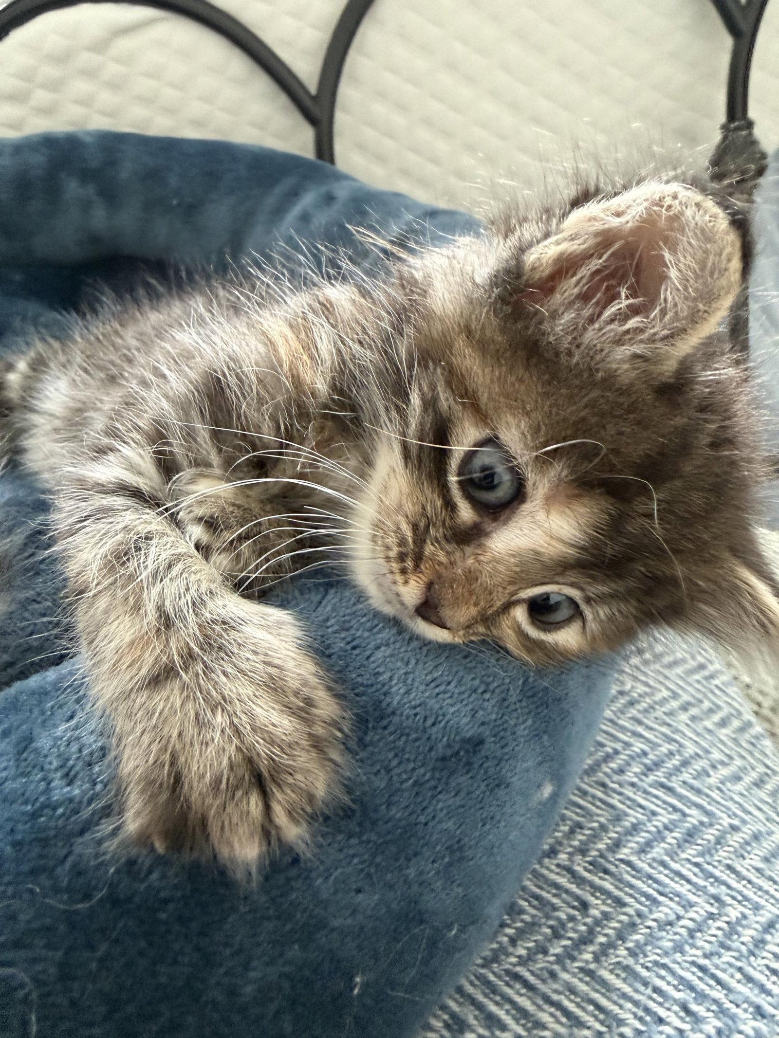 Jackie, Adoptable, Kitten Female Domestic Short Hair.
