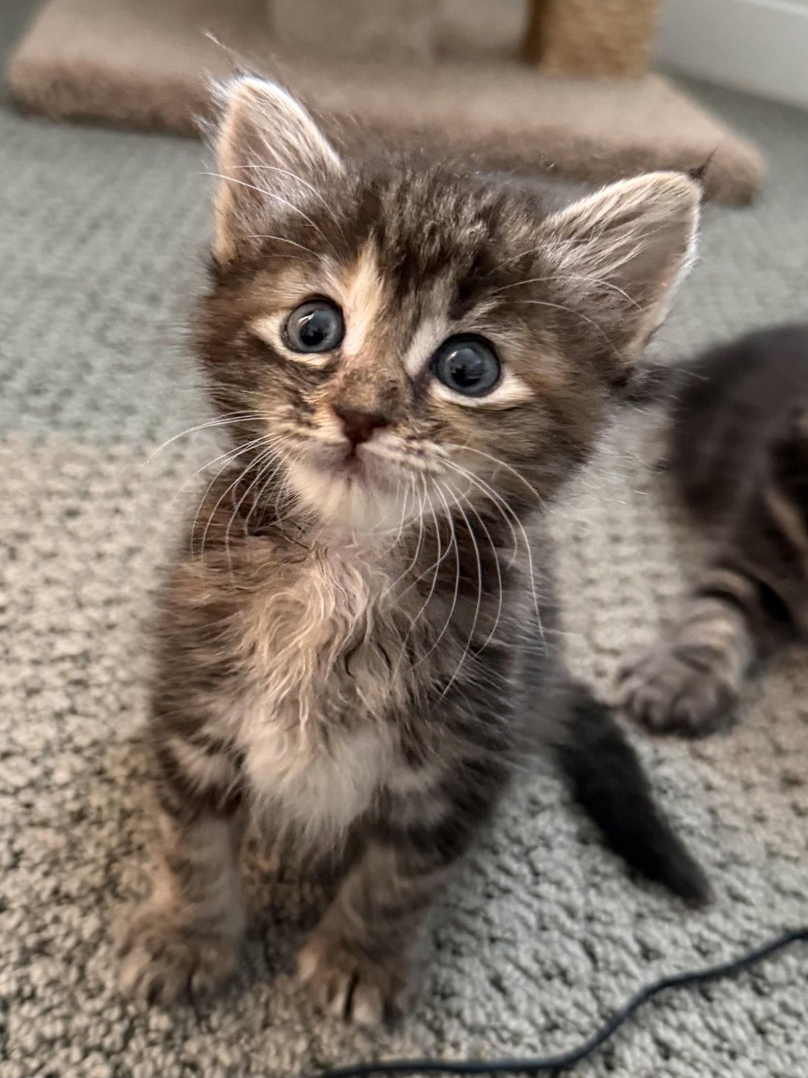 Enlarge Jackie, a Adoptable Domestic Short Hair in Fort Worth, TX image 2/2