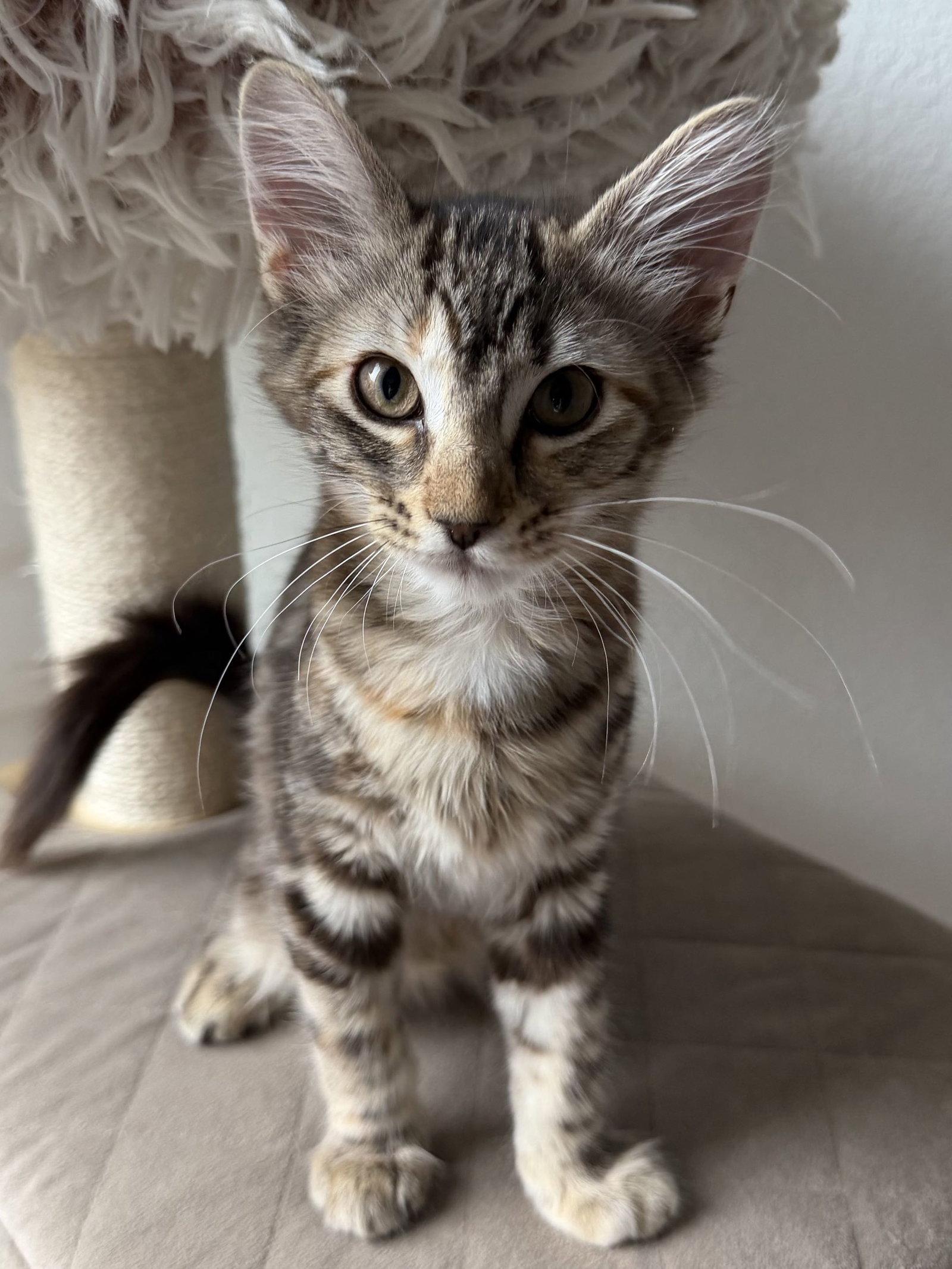 Enlarge Jackie, a Adoptable Domestic Short Hair in Fort Worth, TX image 3/3