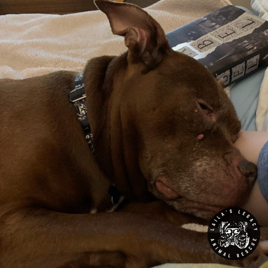 Layla, Adoptable, Senior Female Mixed Breed & Terrier.