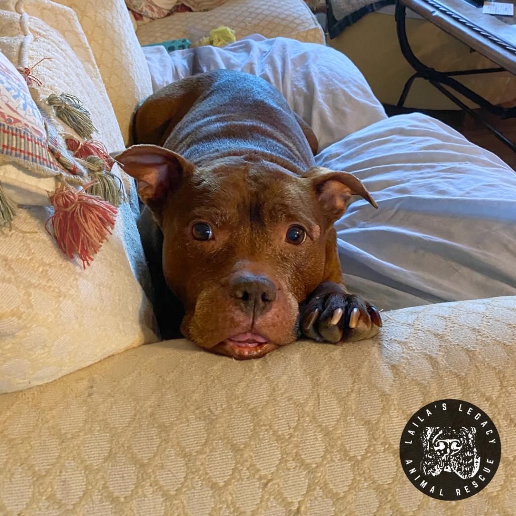 Enlarge Layla, a Adoptable mixed breed in Washington, DC image 2/6