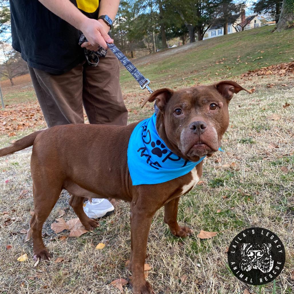 Enlarge Layla, a Adoptable mixed breed in Washington, DC image 3/6