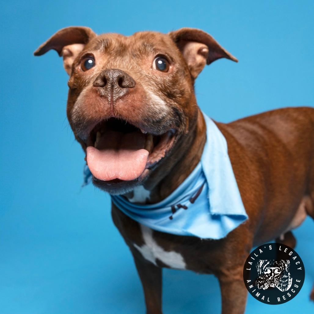 Enlarge Layla, a Adoptable mixed breed in Washington, DC image 4/6