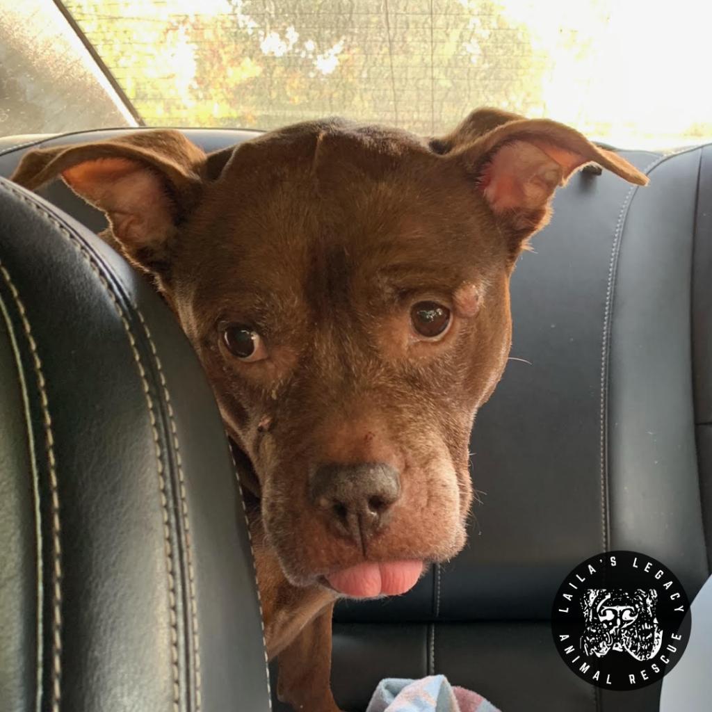 Enlarge Layla, a Adoptable mixed breed in Washington, DC image 5/6