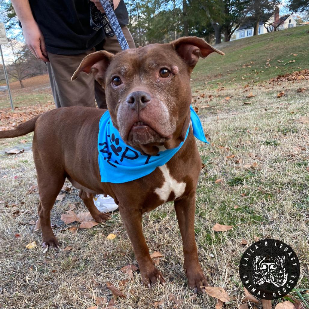 Enlarge Layla, a Adoptable mixed breed in Washington, DC image 6/6