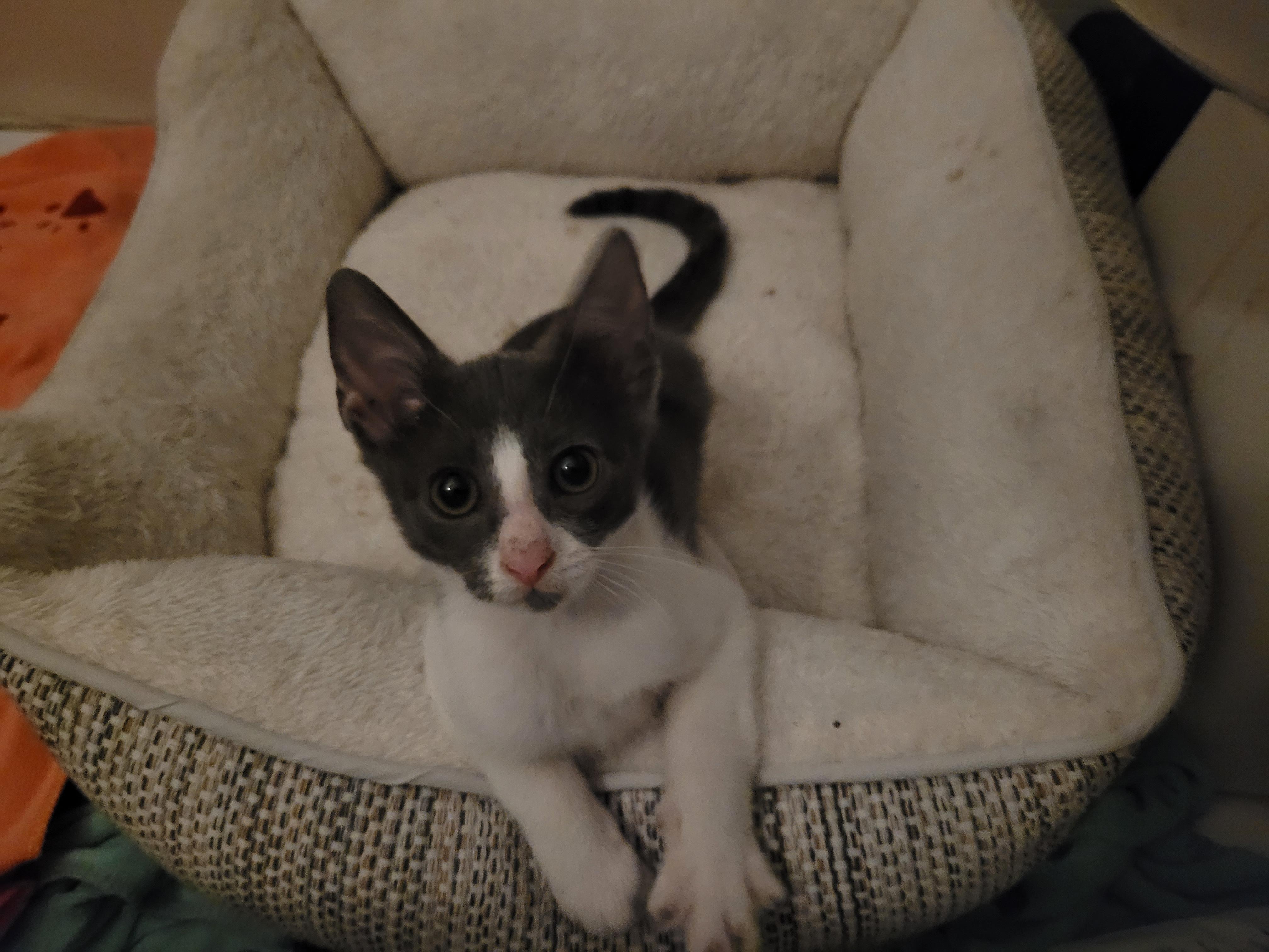 Snickelfritz, Adopted, Kitten Male Domestic Short Hair.