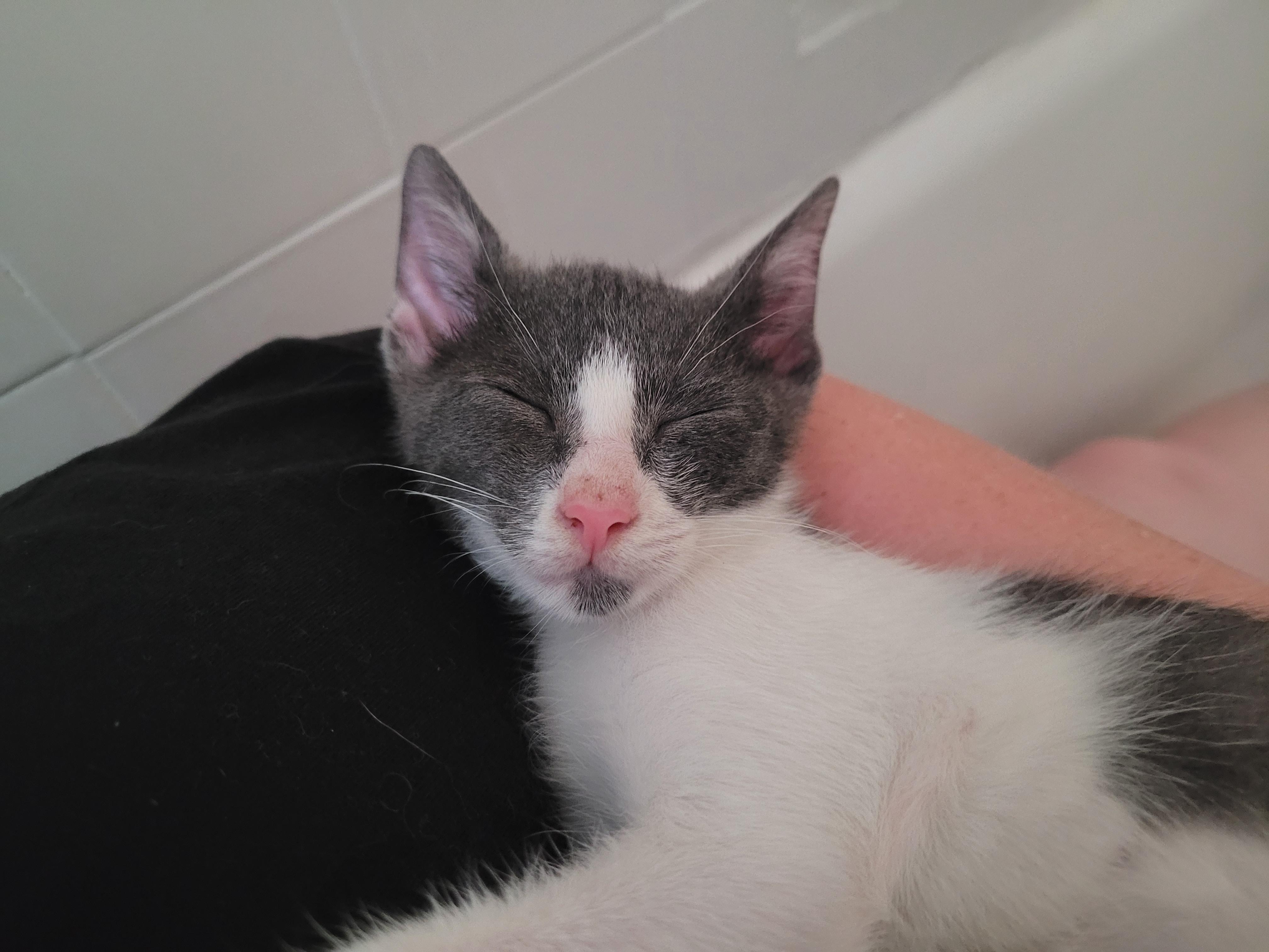 Enlarge Snickelfritz, a Adopted Domestic Short Hair in Philadelphia, PA image 3/6