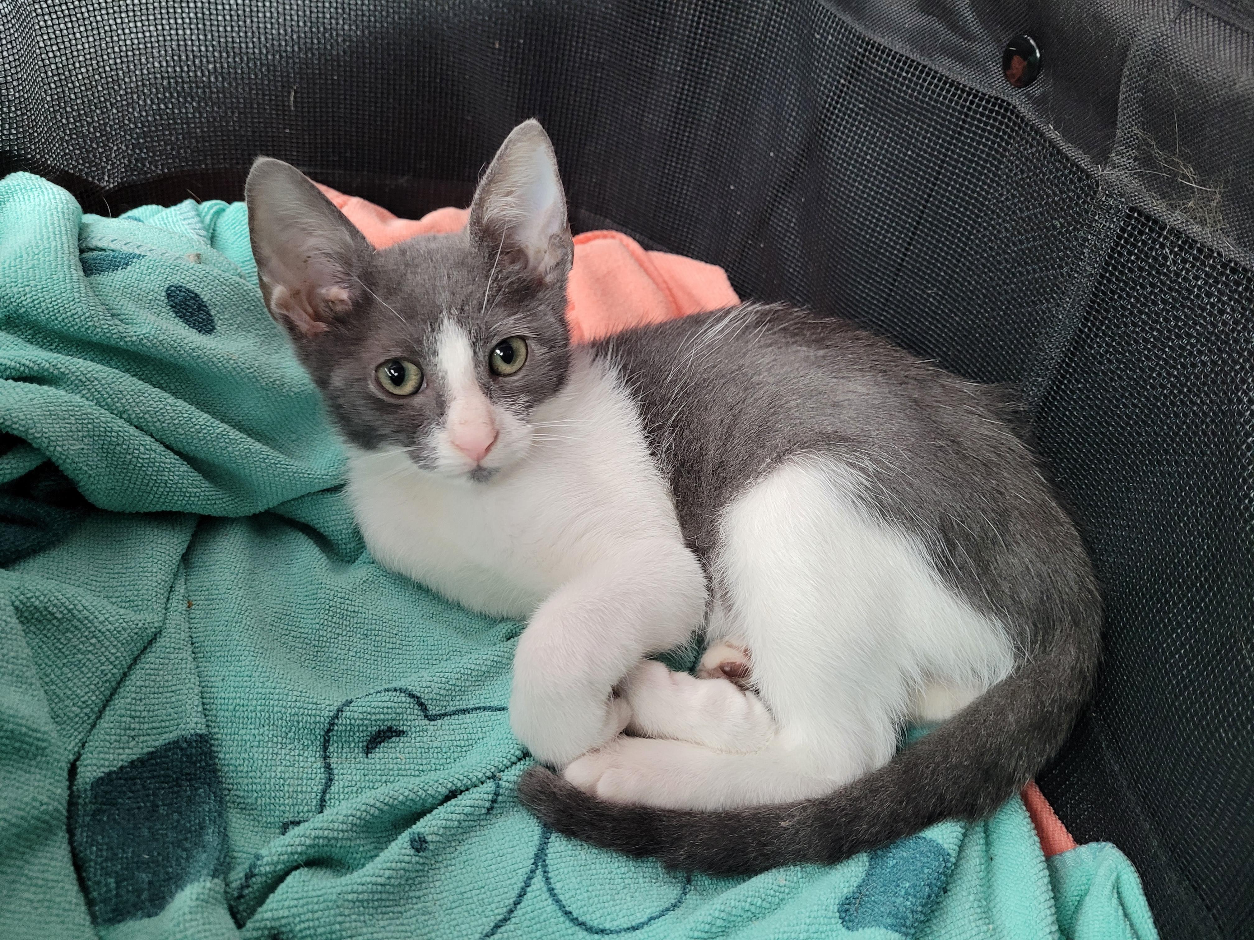 Enlarge Snickelfritz, a Adopted Domestic Short Hair in Philadelphia, PA image 4/6