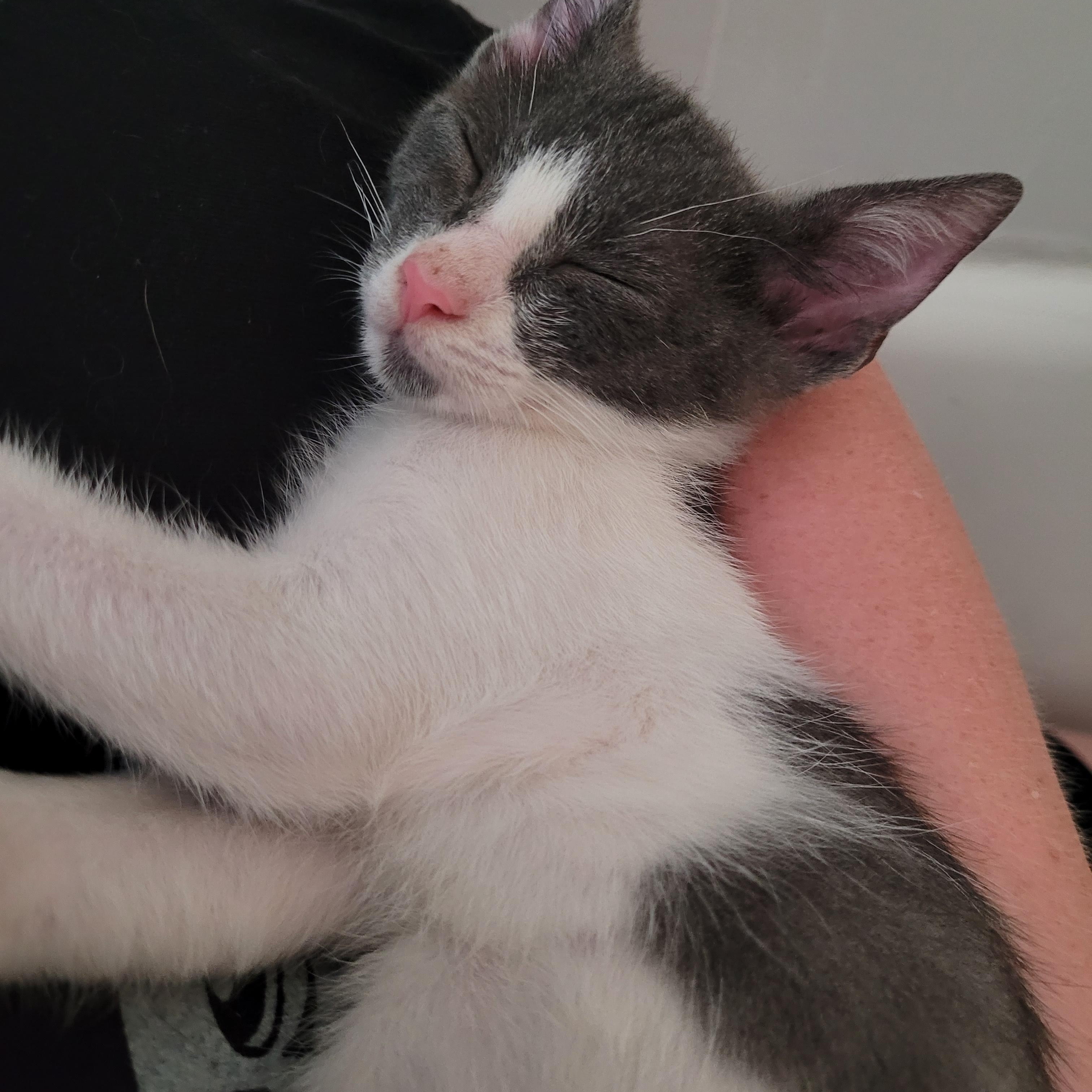 Enlarge Snickelfritz, a Adopted Domestic Short Hair in Philadelphia, PA image 5/6