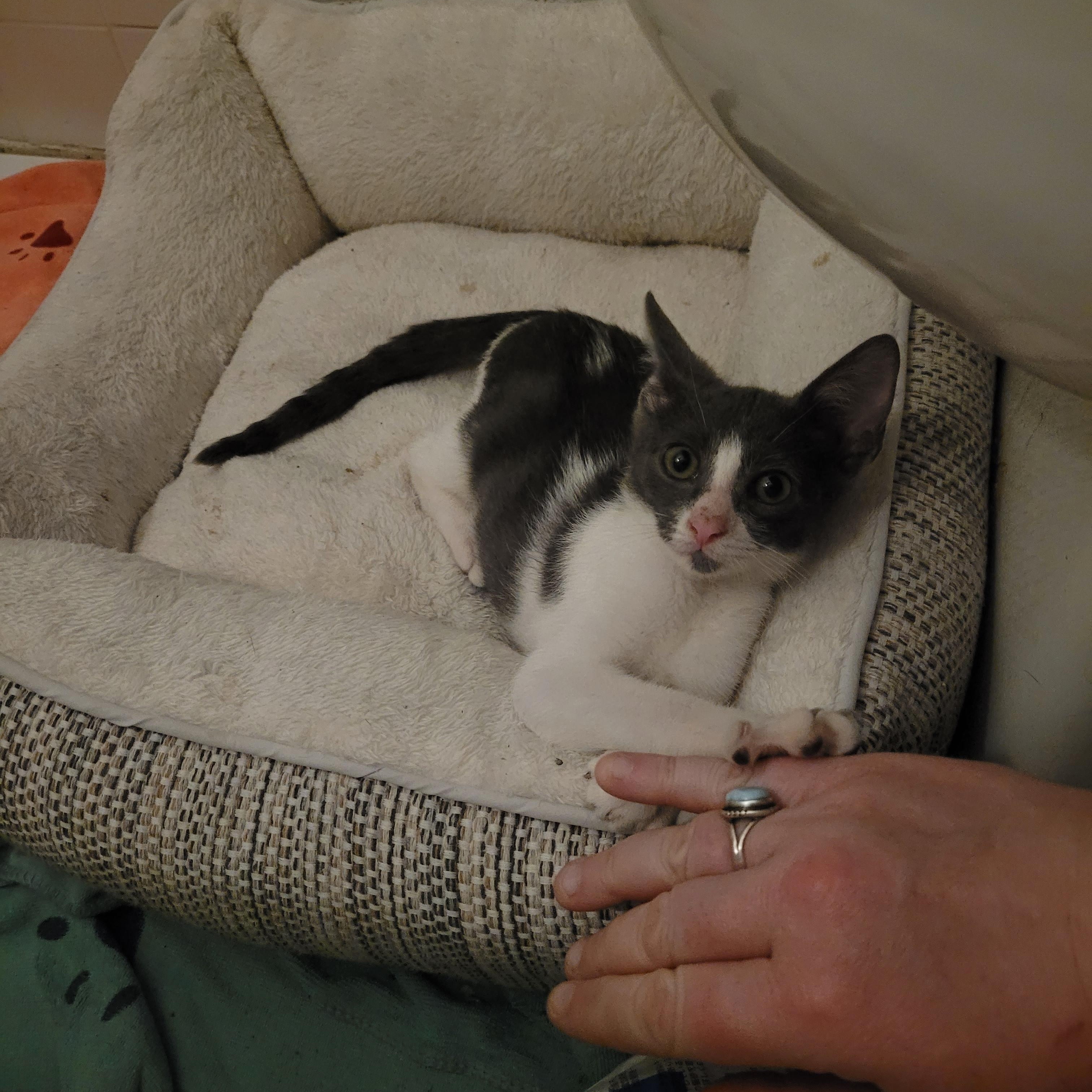 Enlarge Snickelfritz, a Adopted Domestic Short Hair in Philadelphia, PA image 6/6