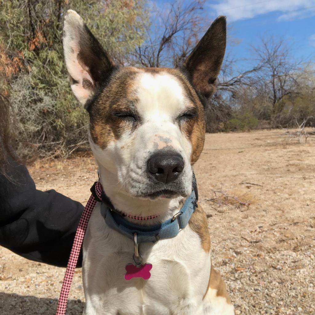 Brax, a Adoptable mixed breed in Tucson, AZ image 2/6