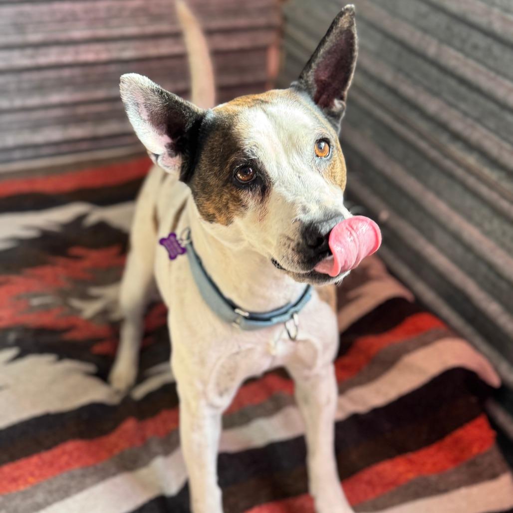 Brax — thumbnail 4