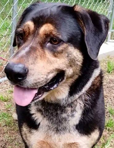 Michael, a ADOPTABLE mixed breed in Chelmsford, MA image 2/5