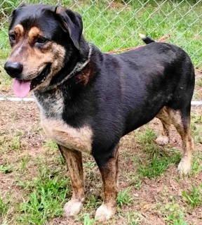 Michael, a ADOPTABLE mixed breed in Chelmsford, MA image 5/5