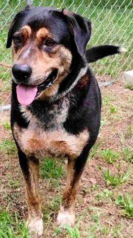 Michael, a ADOPTABLE mixed breed in Chelmsford, MA image 4/5
