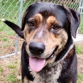 Michael, ADOPTABLE, Adult Female Mixed Breed.