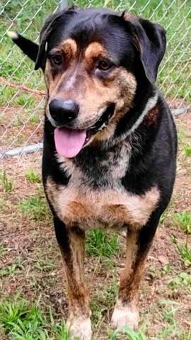 Michael, a ADOPTABLE mixed breed in Chelmsford, MA image 3/5