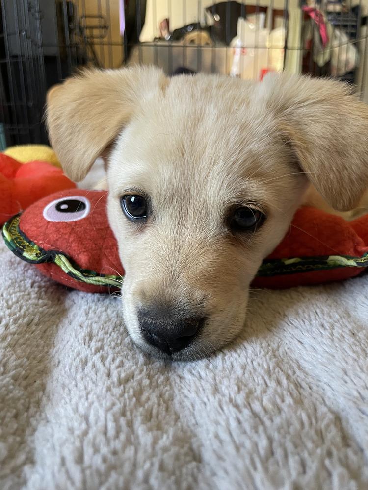 Frodo, Adoptable, Puppy Male Border Collie.