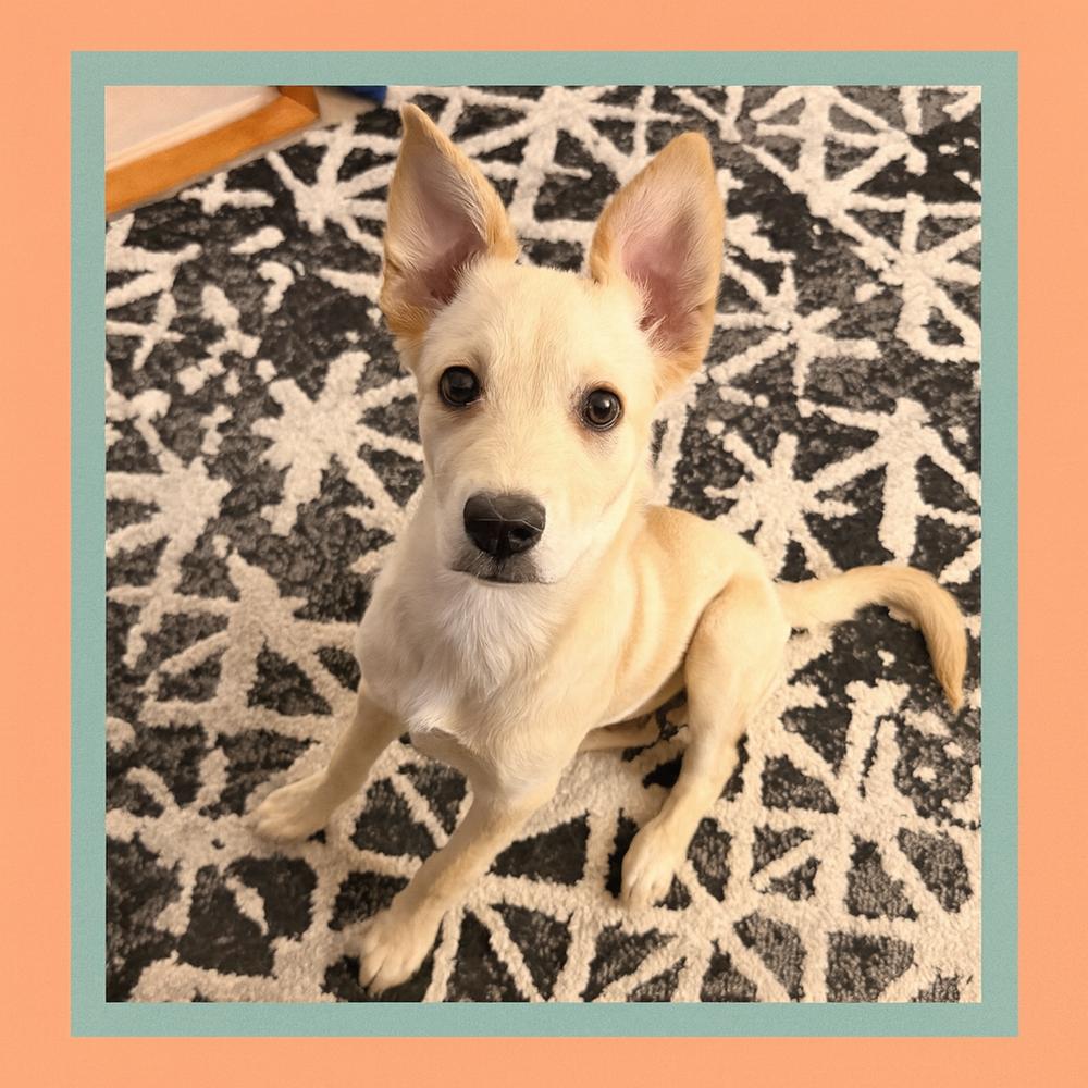 Enlarge Frodo, a Adoptable mixed breed in Albuquerque, NM image 3/6