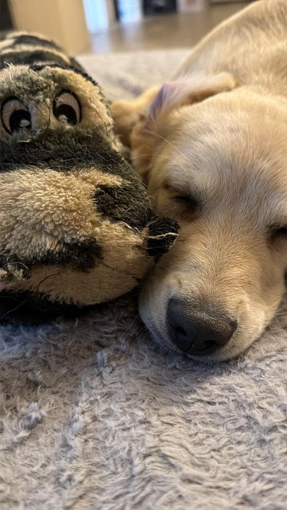 Enlarge Frodo, a Adoptable mixed breed in Albuquerque, NM image 4/6