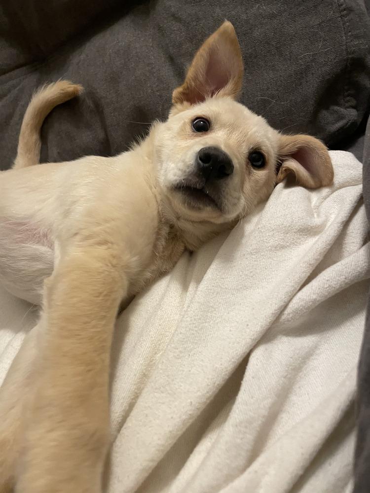 Enlarge Frodo, a Adoptable mixed breed in Albuquerque, NM image 5/6