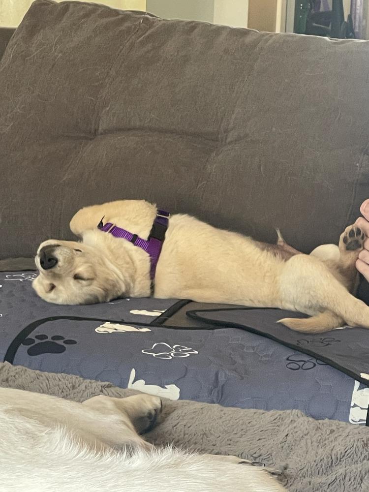 Enlarge Frodo, a Adoptable mixed breed in Albuquerque, NM image 6/6