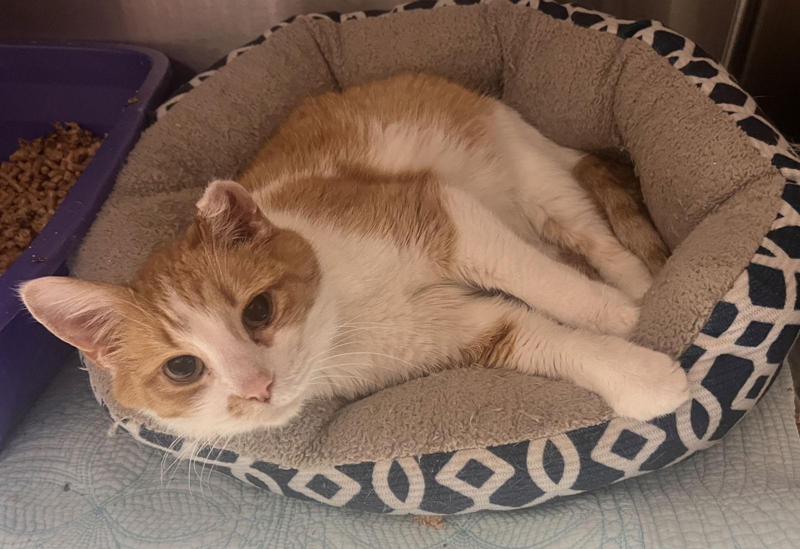 Hawkeye, Adoptable, Senior Male Tabby & Domestic Short Hair.