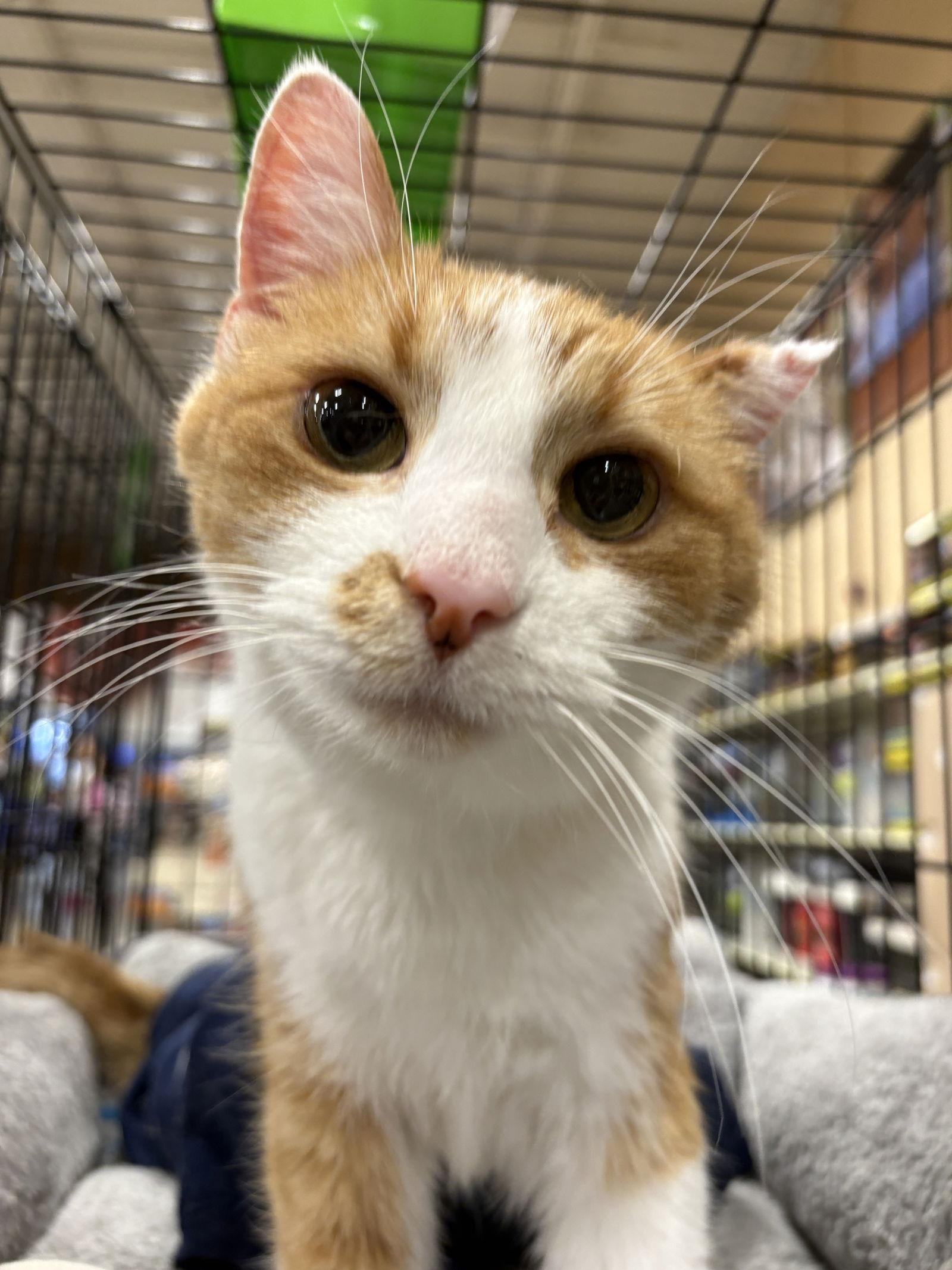 Enlarge Hawkeye, a Adoptable mixed breed in Georgetown, KY image 3/3