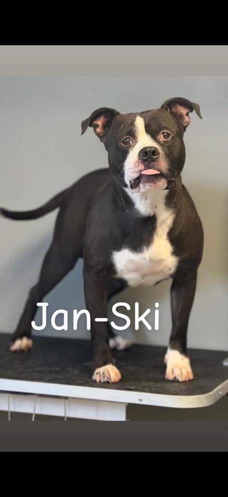 Enlarge Jan-Ski, a Adoptable Pit Bull Terrier in Winchester, IN image 1/1