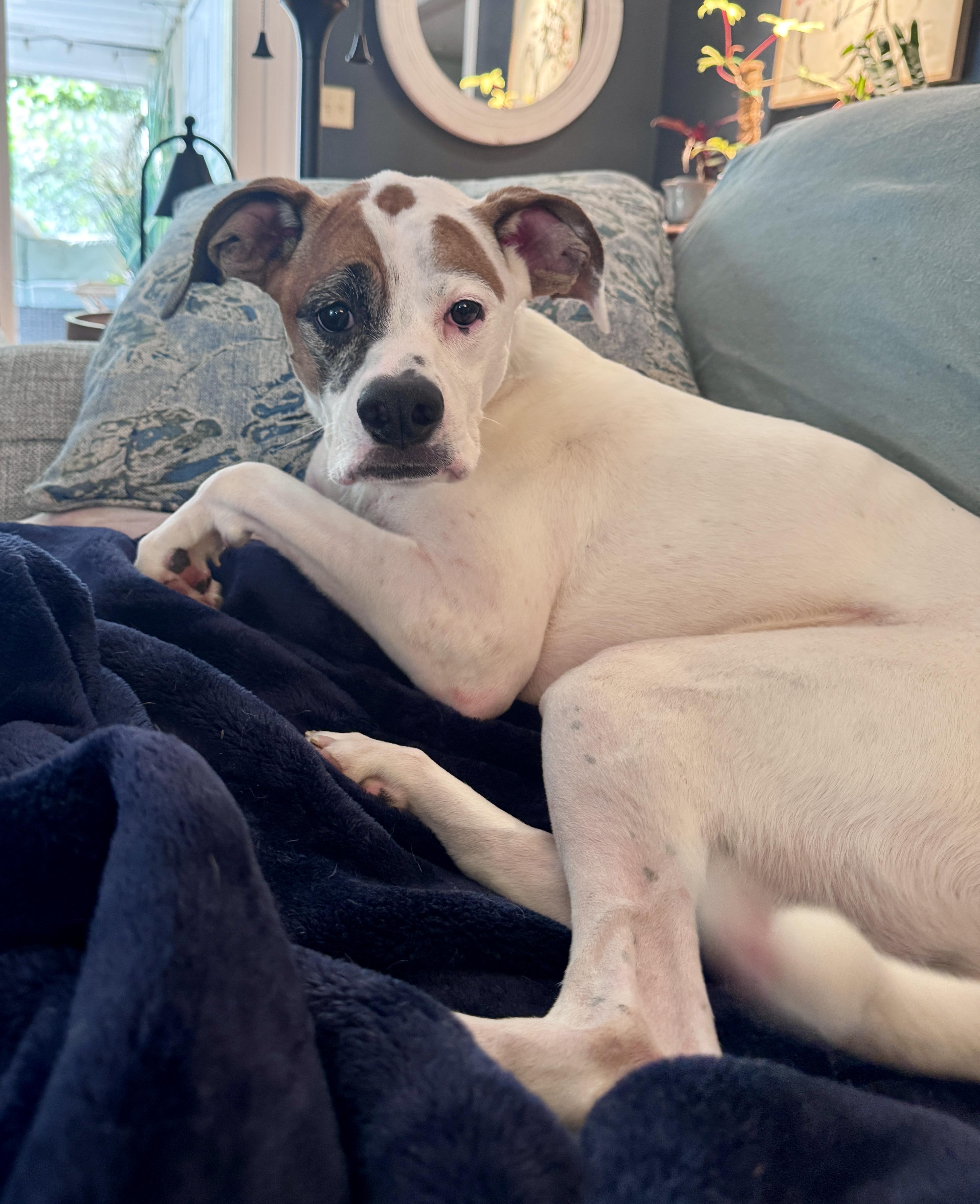 Enlarge Kuma, a Adoptable mixed breed in Cincinnati, OH image 2/12