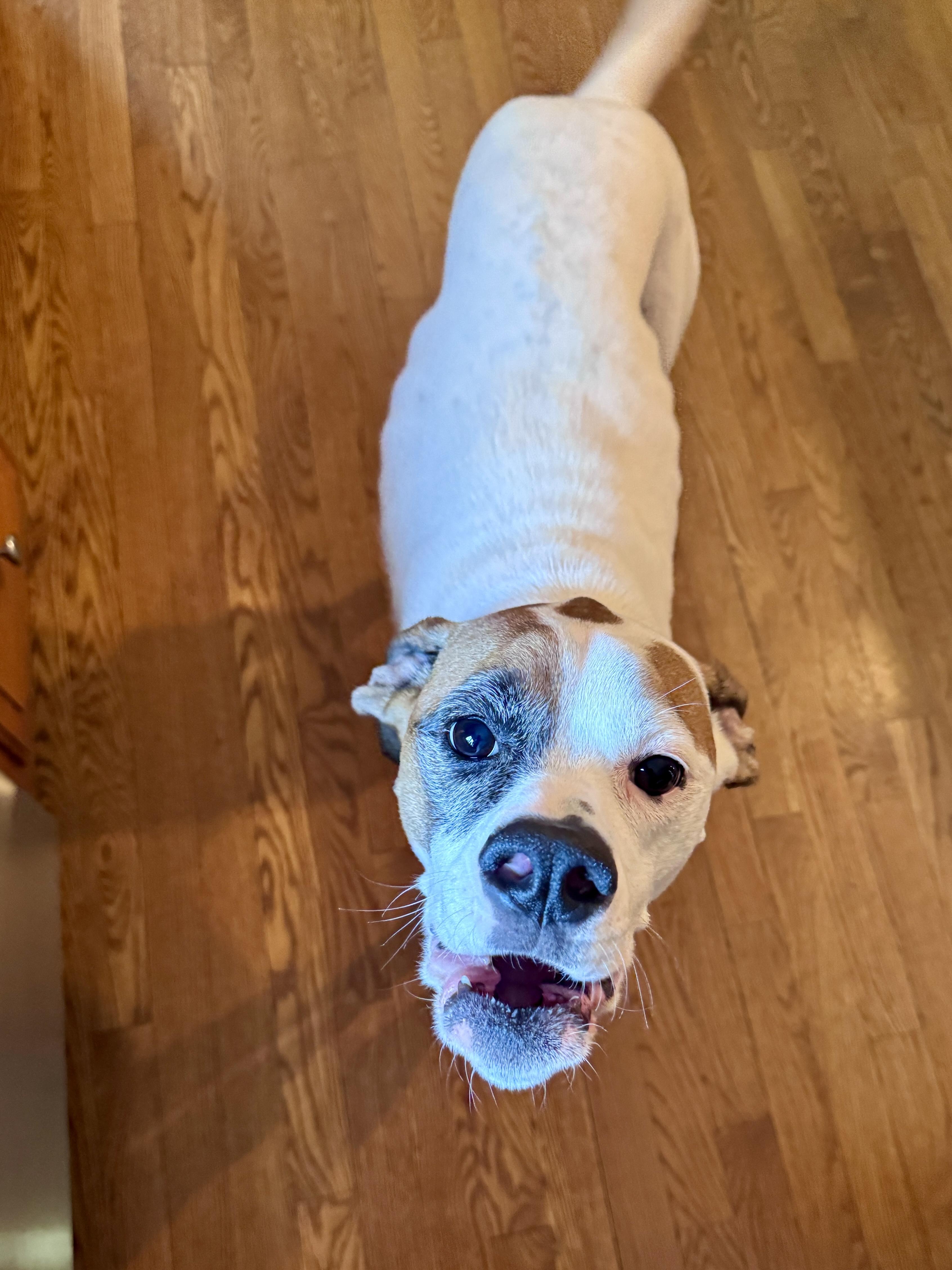 Enlarge Kuma, a Adoptable mixed breed in Cincinnati, OH image 6/12