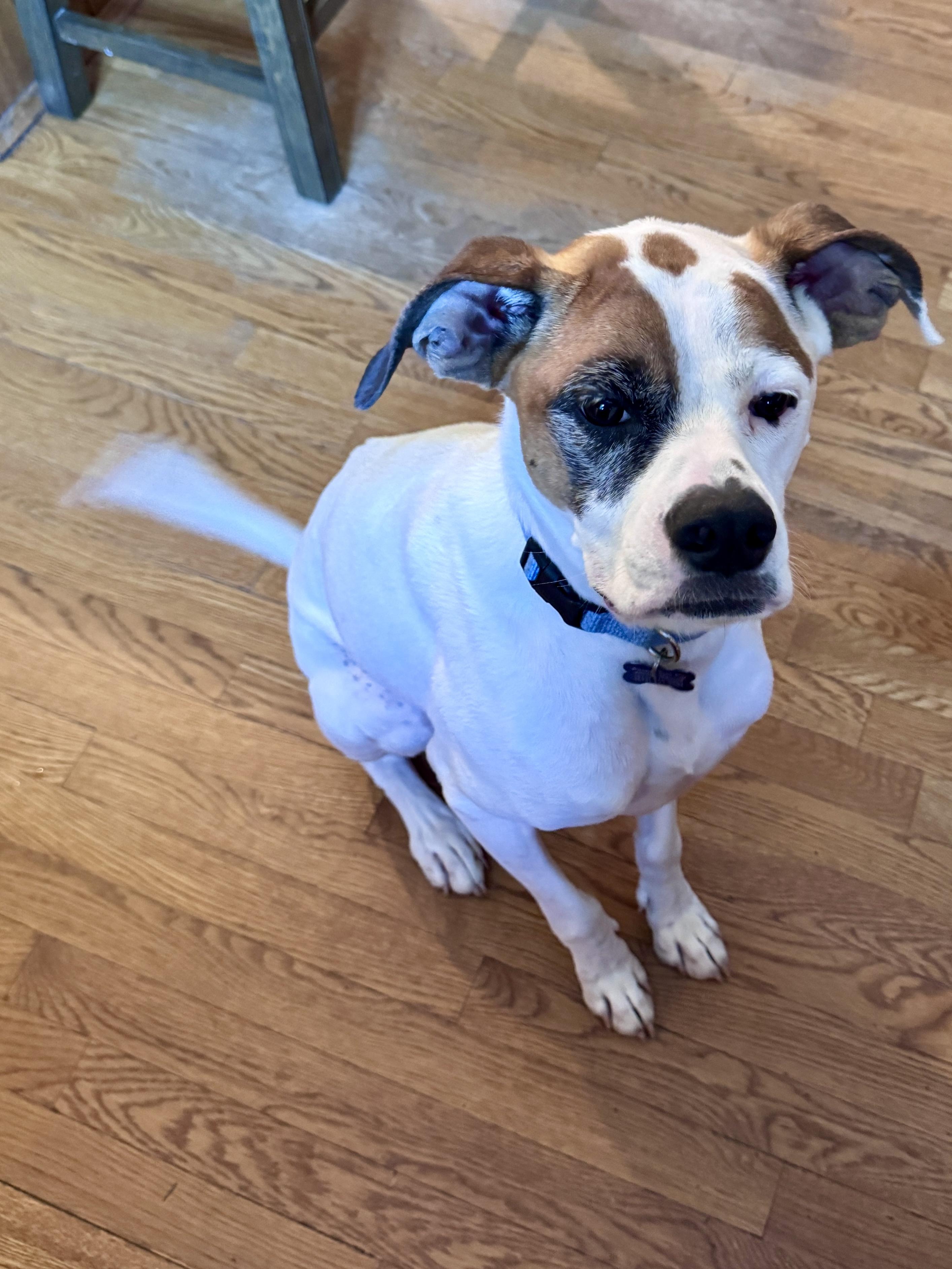 Kuma, Adoptable, Adult Female Boxer & Labrador Retriever.