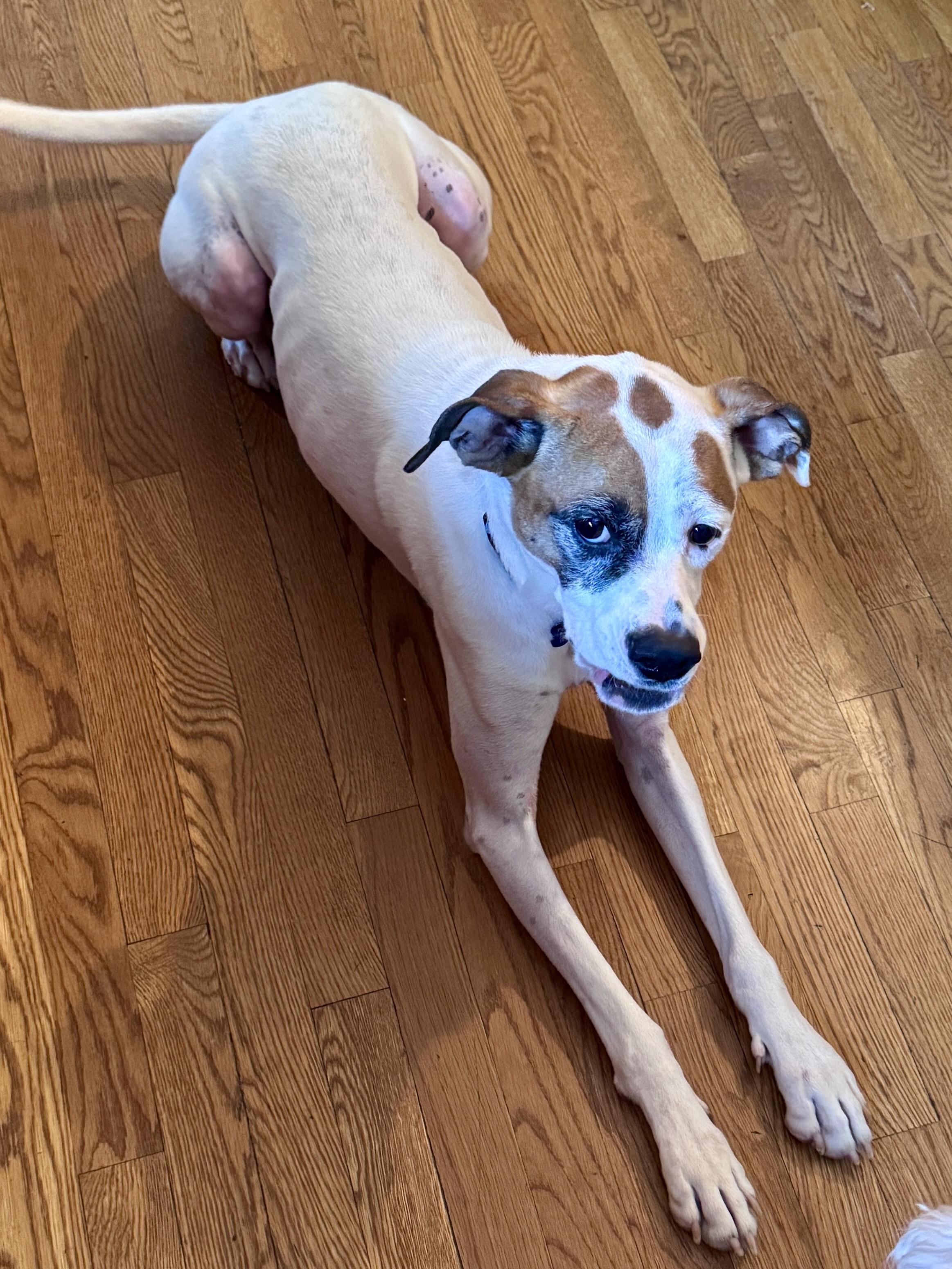 Enlarge Kuma, a Adoptable mixed breed in Cincinnati, OH image 9/12