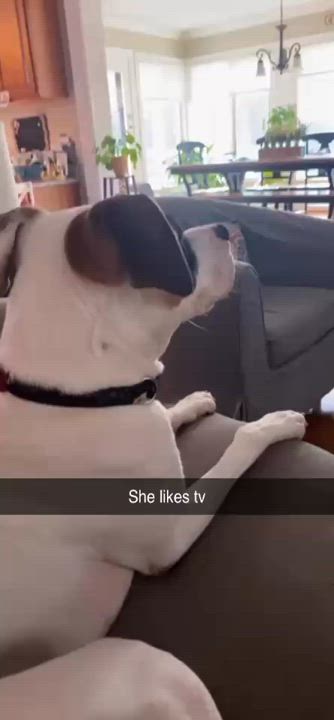 Enlarge Kuma, a Adoptable mixed breed in Cincinnati, OH video 11/12